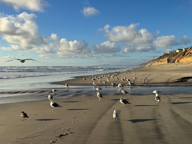 Encinitas beach