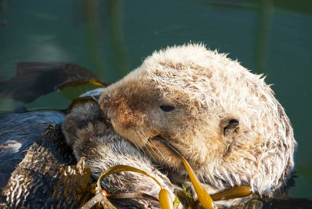 nutrias flotando en Morro Bay