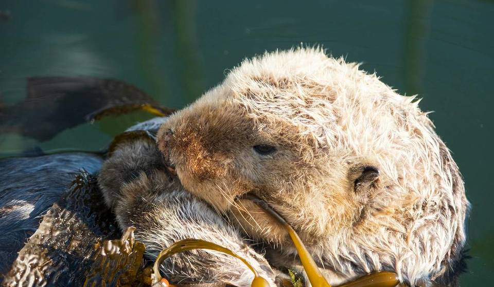 La escapada de verano definitiva: esta localidad costera de California ofrece tranquilos paseos en kayak por la bahía y avistamientos de nutrias marinas durante todo el año