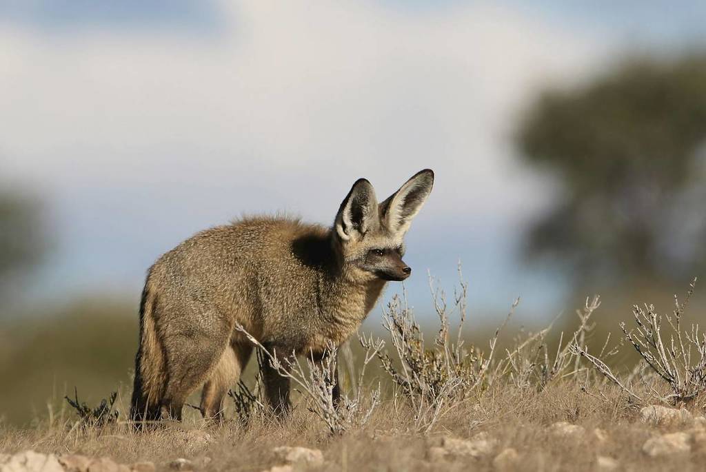 bat-ear fox