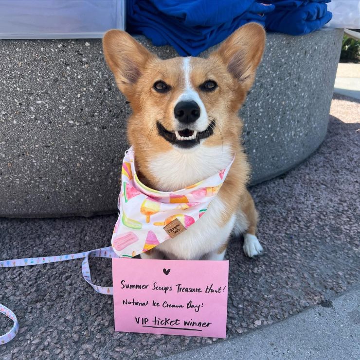 un perrito posando en un festival de helados tras ganar una búsqueda del tesoro