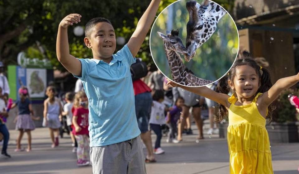 The sun sets on a summer classic: San Diego’s Nighttime Zoo ends after over 25 years