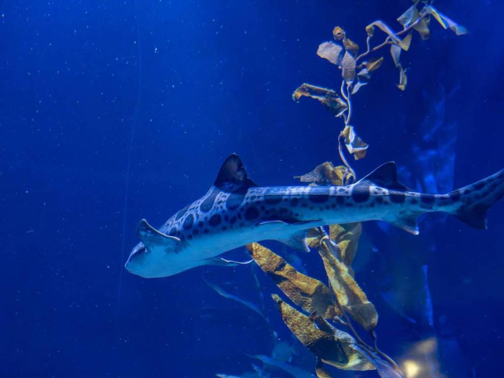a leopard shark swimming
