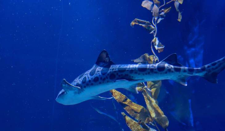 Nadar con los tiburones leopardo en San Diego: aquí tienes todo lo que necesitas saber