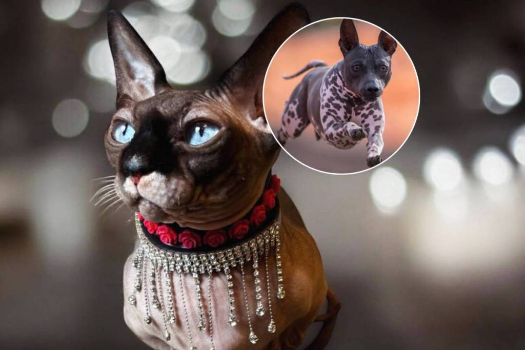 mascotas en un calendario de la Sociedad Protectora de Animales de San Diego