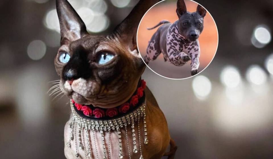 Just 5 votes secure your pet a guaranteed spot in the San Diego Humane Society’s 2027 charity calendar