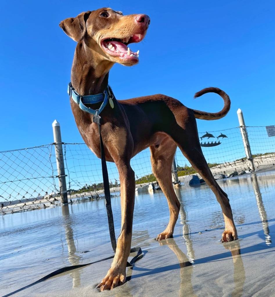 perro marrón contra cielo azul