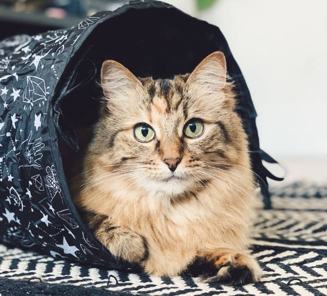 gato en una caja
