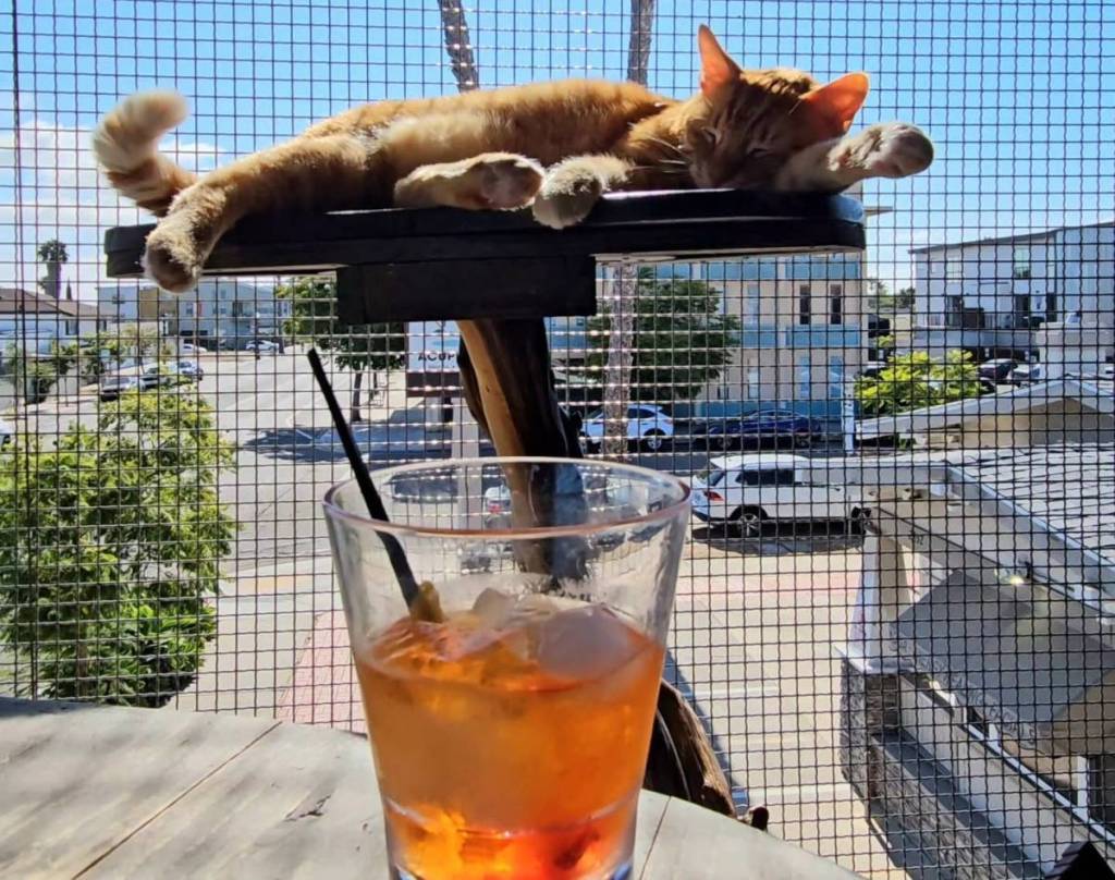 Paws and Pinot: Dentro del bar de vinos de San Diego donde puedes tomar una copa, cenar y adoptar gatos adorables