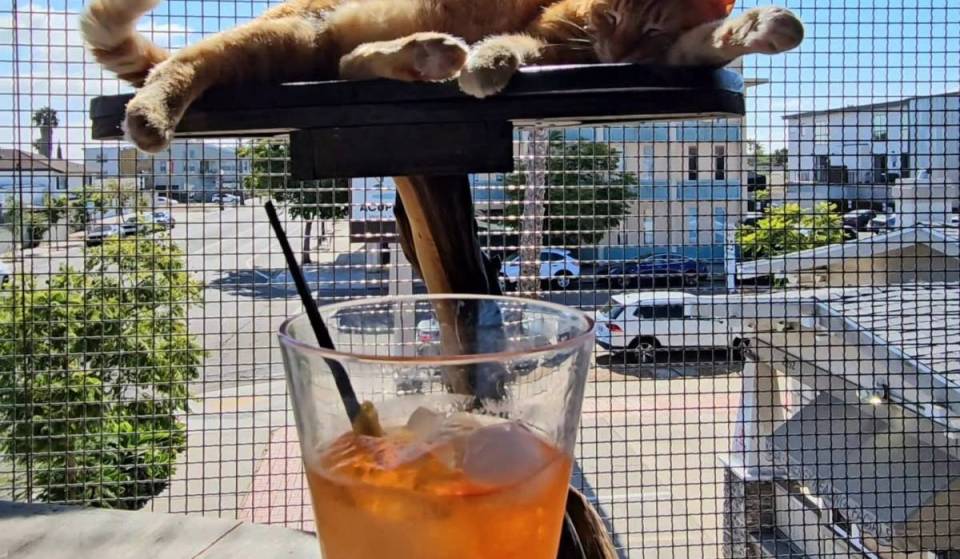 Paws and Pinot: Inside San Diego’s wine bar where you can sip, dine, and adopt adorable cats