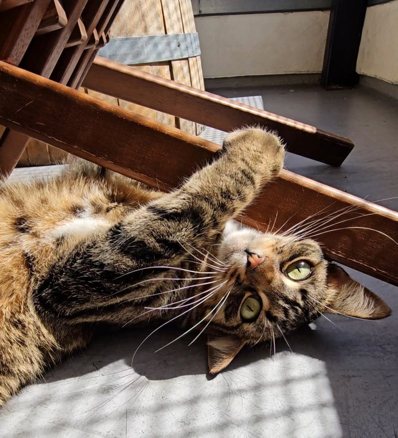 gato jugando