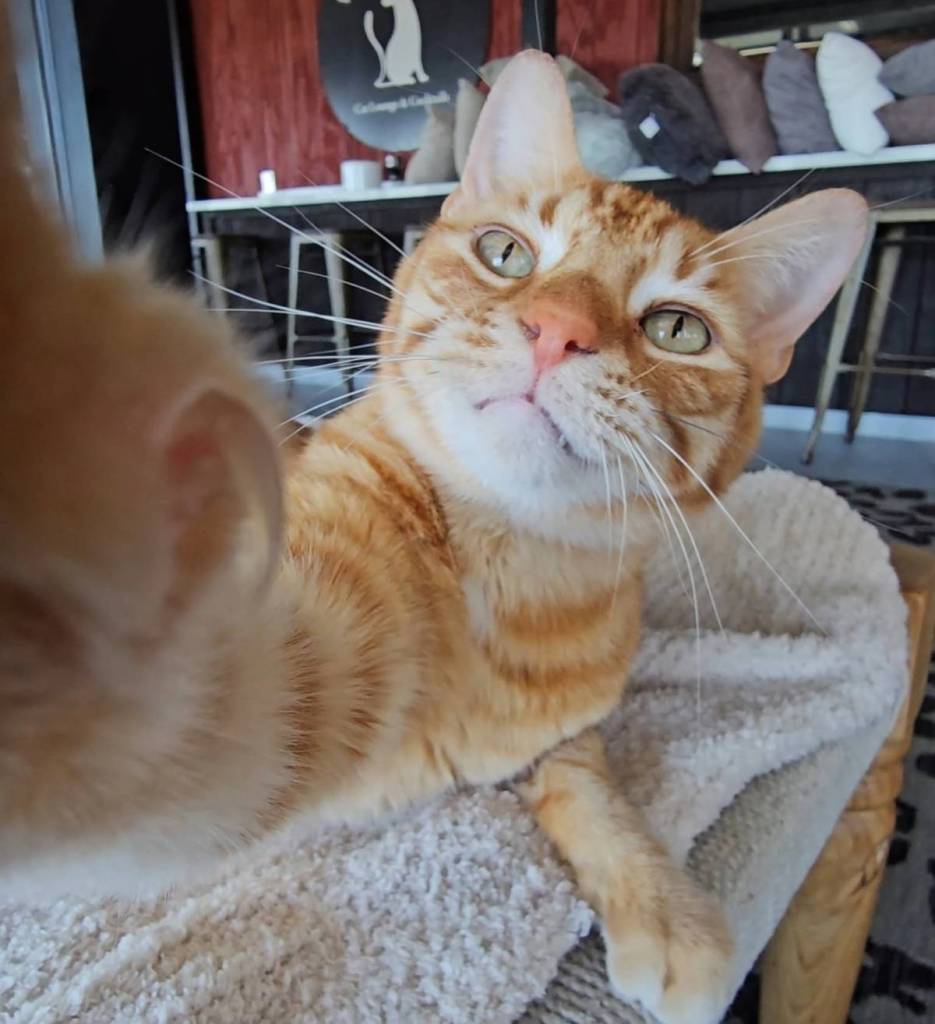 un gato naranja haciéndose un selfie