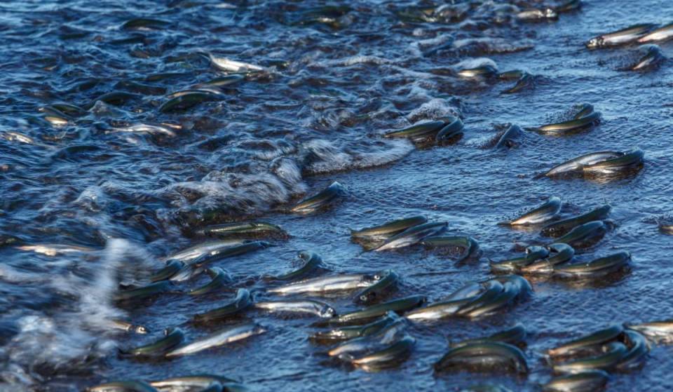 Everything you need to know about catching a grunion run in San Diego