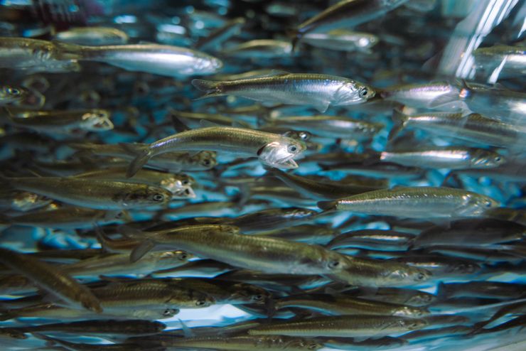 la migración de los grunion