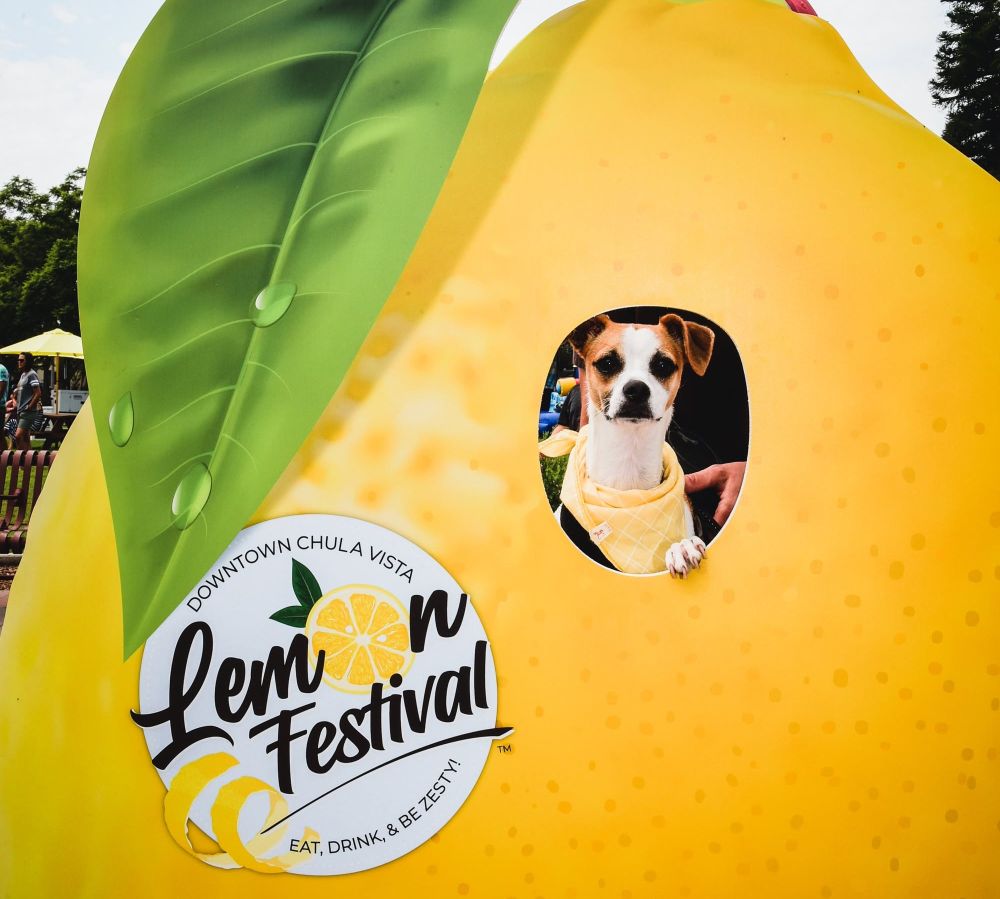 dog through a lemon photo cutout