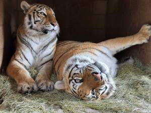 This ‘no kill, no breed’ sanctuary is a lifelong safe haven for 60 rescued exotic animals— here’s how you can book a guided educational visit and feed the animals