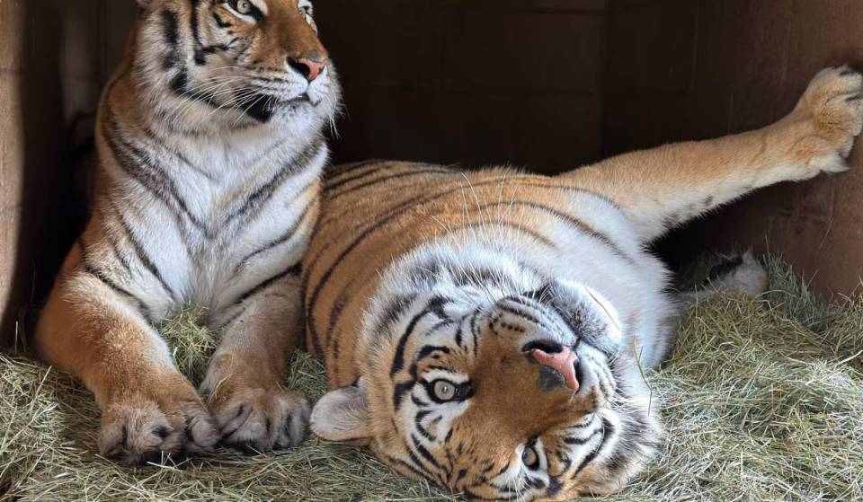 This ‘no kill, no breed’ sanctuary is a lifelong safe haven for 60 rescued exotic animals— here’s how you can book a guided educational visit and feed the animals