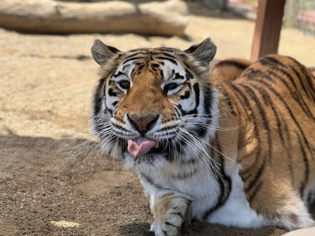 tigre con la lengua fuera