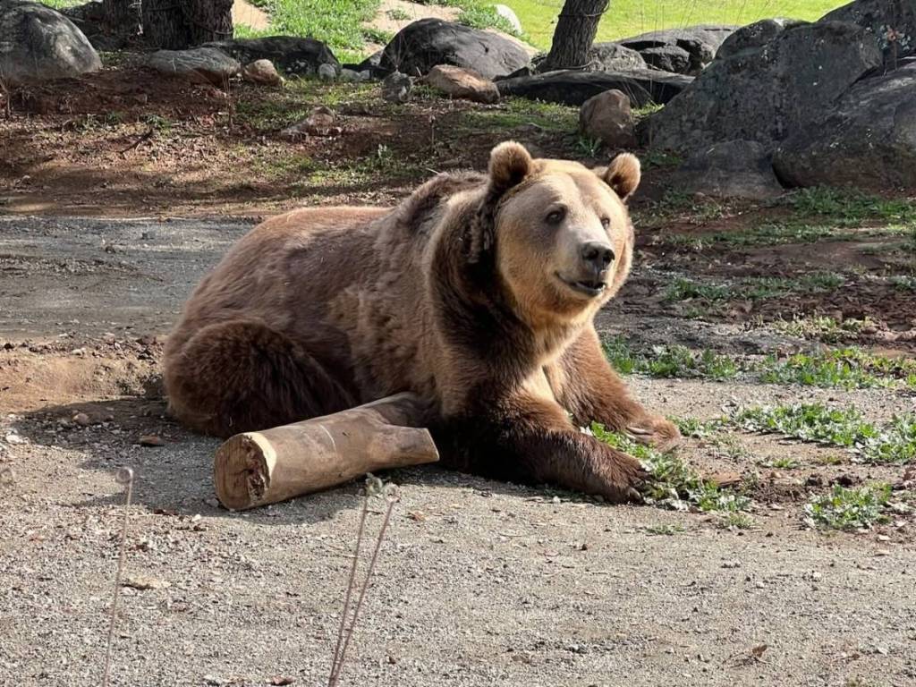Un oso pardo jugando al aire libre sobre un tronco