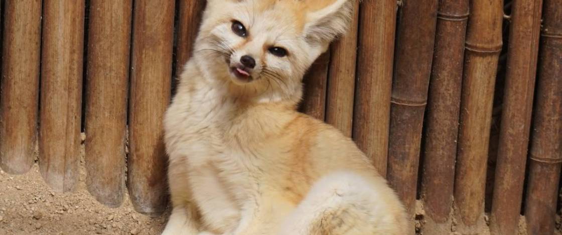 Tucked away on a 5-acre property in North San Diego County, this private wildlife refuge lets you hand-feed rescued fennec foxes and wallabies