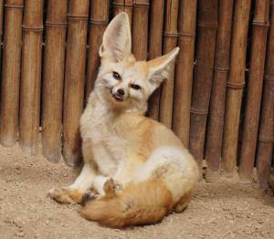 Tucked away on a 5-acre property in North San Diego County, this private wildlife refuge lets you hand-feed rescued fennec foxes and wallabies
