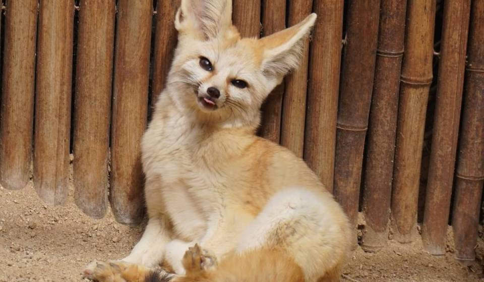 Escondido en una finca de 5 acres al norte del condado de San Diego, este refugio privado de fauna salvaje te permite dar de comer con la mano a zorros fennec y ualabíes rescatados