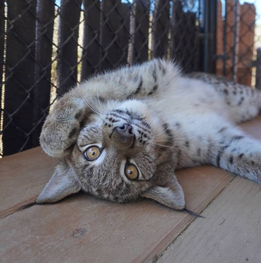 wild cat playing