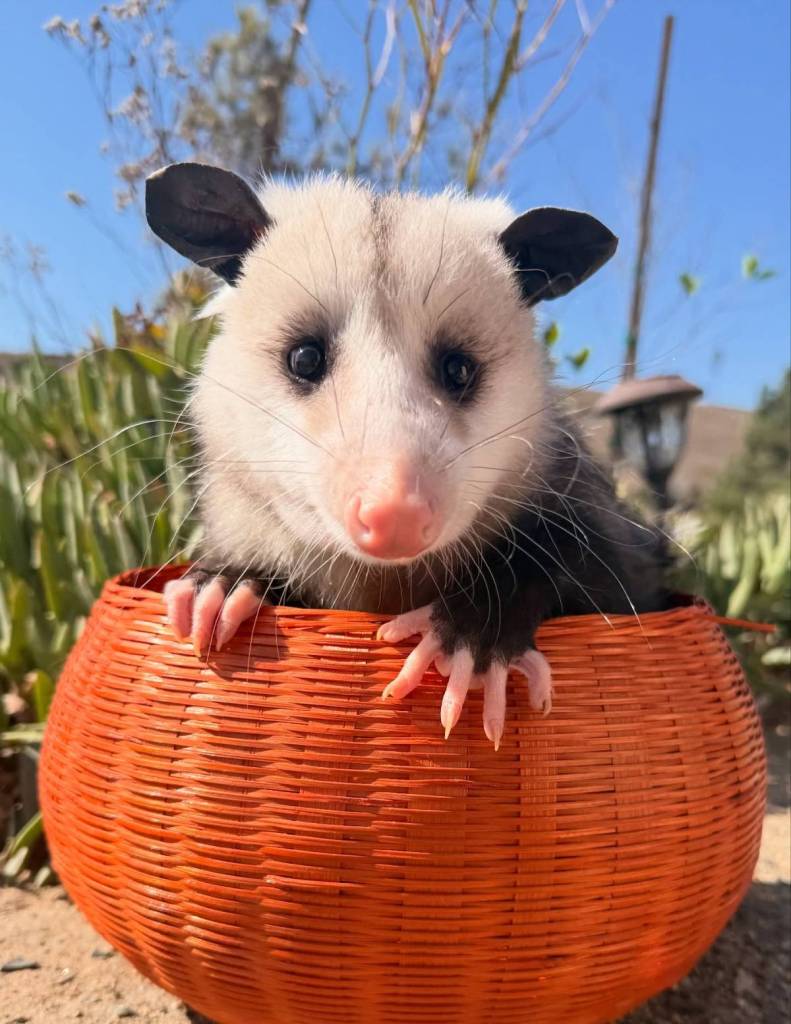 baby opossum