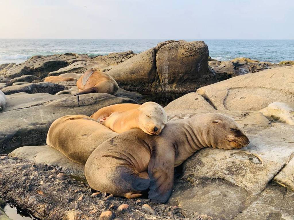 sea lions sleeping on rocks in La Jolla San Diego