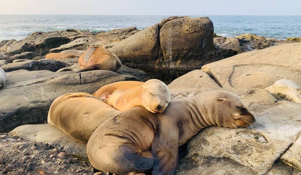 California Coastal Commission considers La Jolla Cove closure in order to protect local wildlife