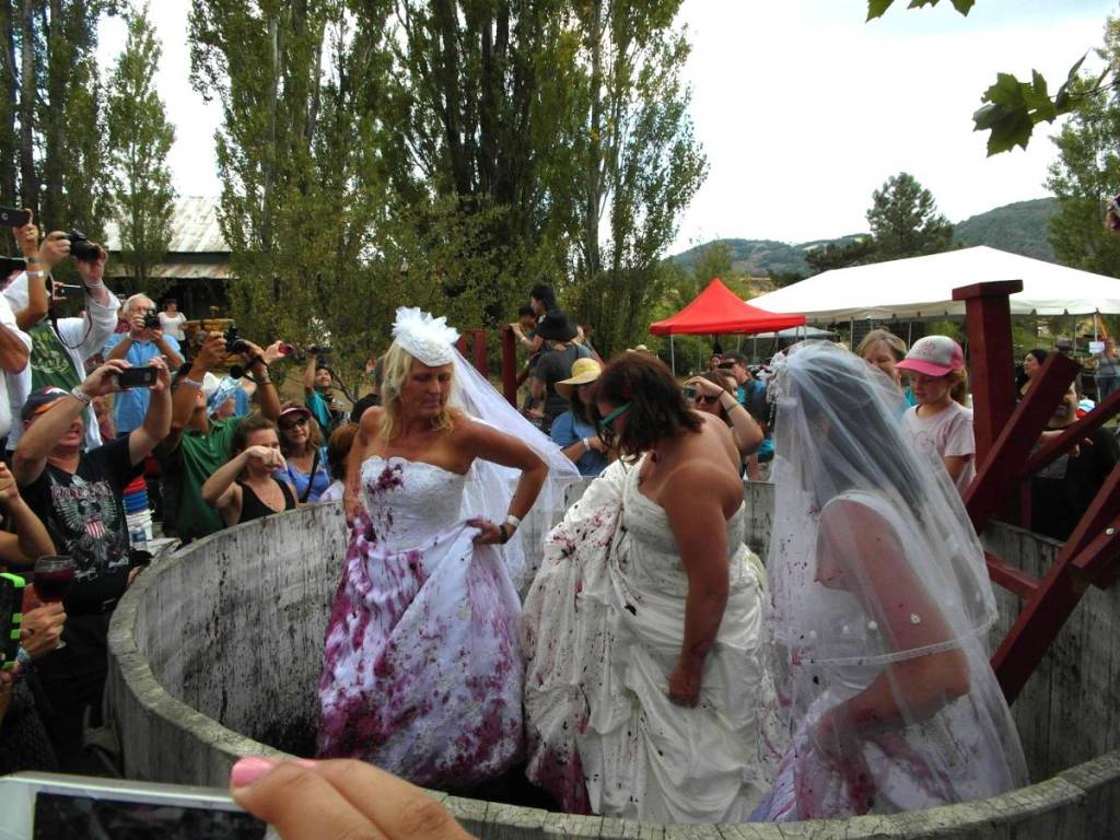 mujeres pisando uvas con vestidos de novia
