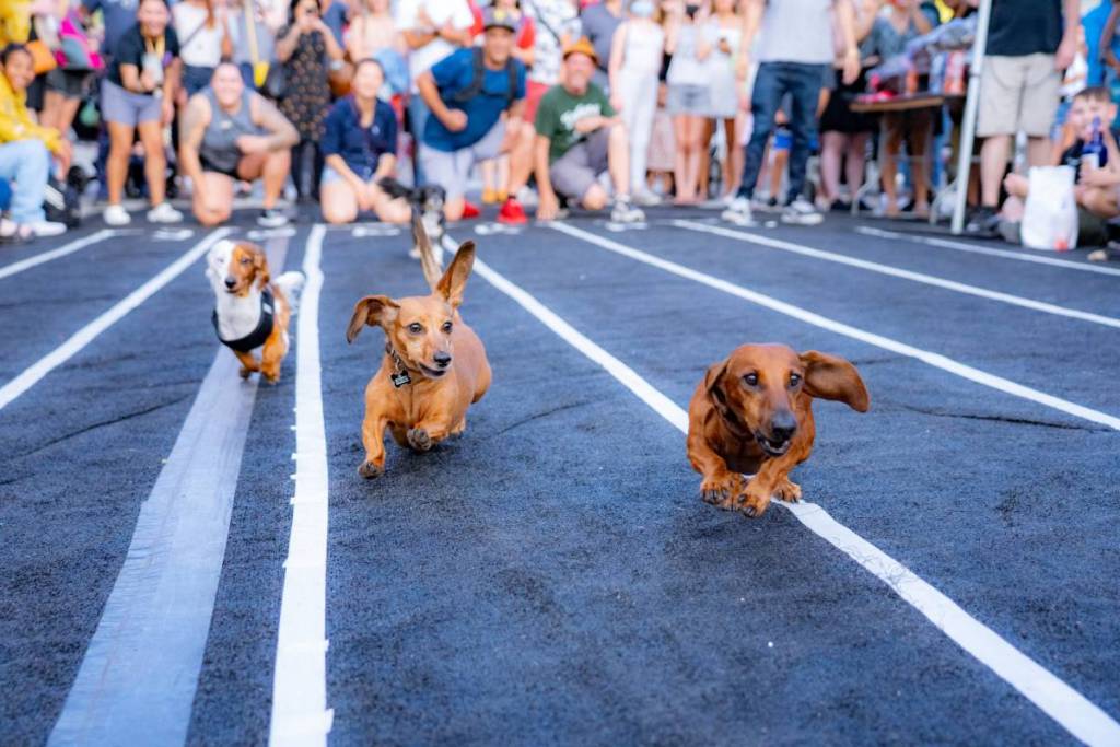 dachshunds racing at an Oktoberfest party in La Mesa