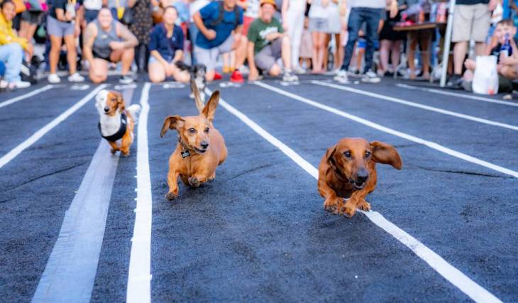 Dachshunds in lederhosen steal the show at this vibrant Oktoberfest celebration