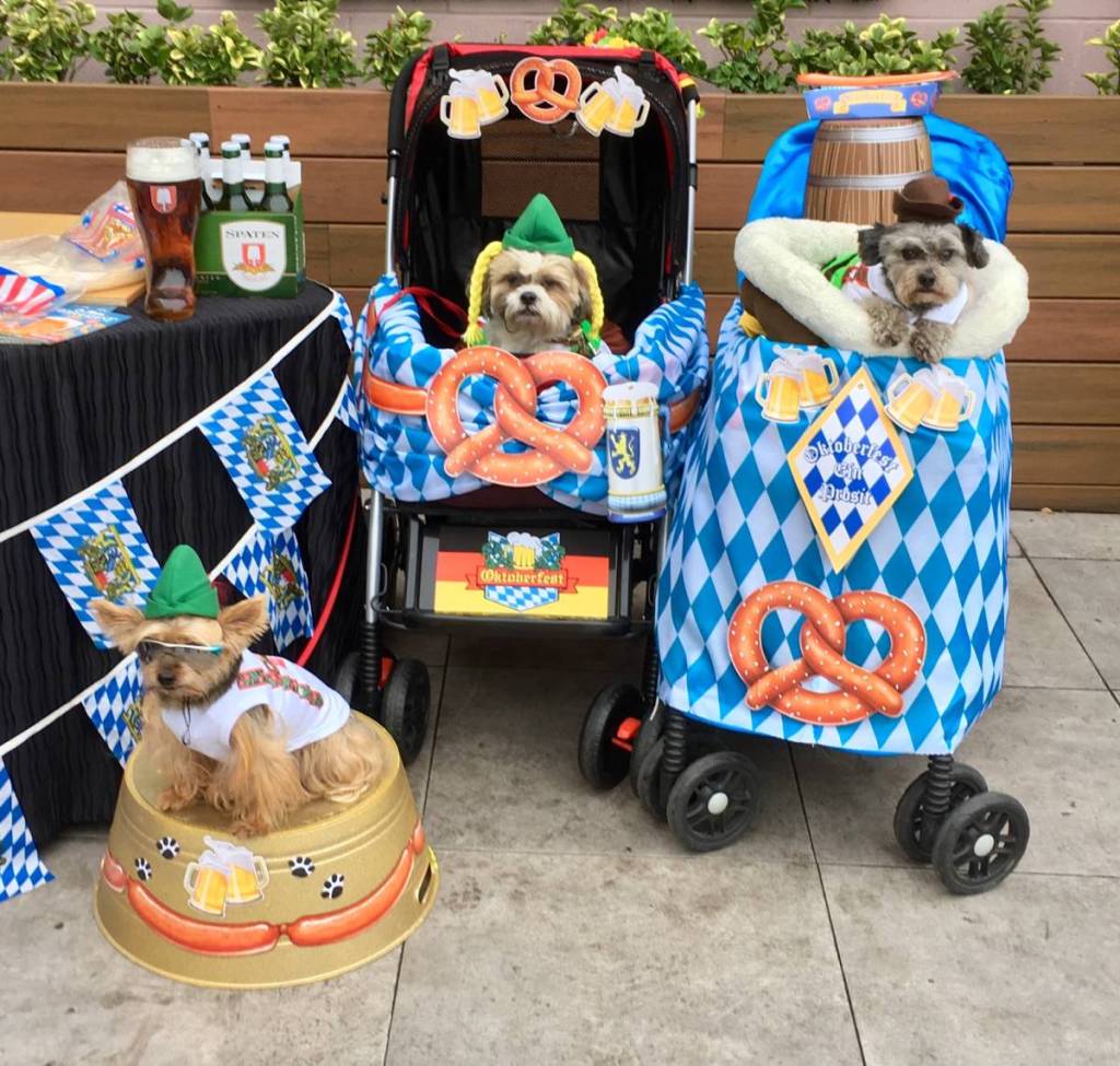 puppies dressed in Oktoberfest outfits