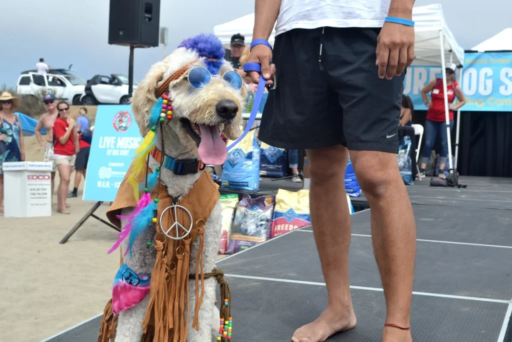 a dog next to his owner at a surfing contest