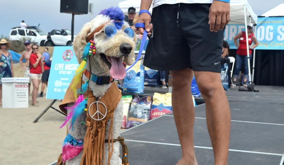 Del Mar Dog Beach is transforming into a canine surfer’s paradise this Sunday for the 2026 Surf-A-Thon — featuring 70 surfing dogs, costume contests, and free admission