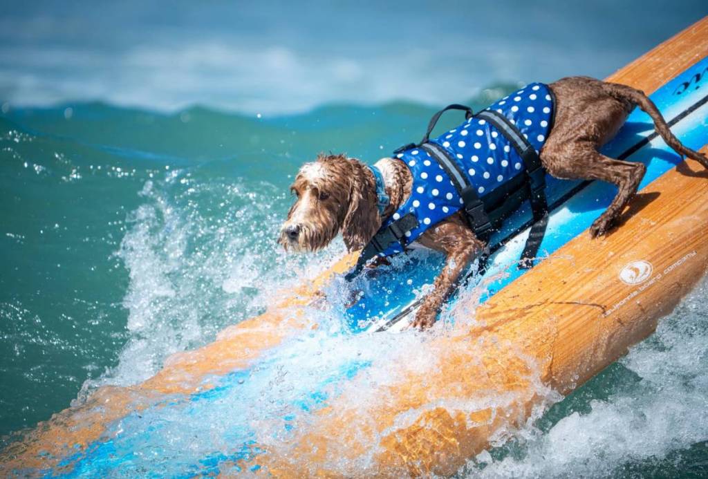 a dog on a surf board