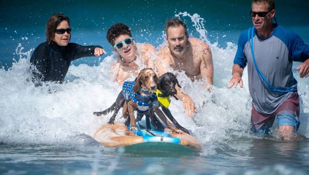dogs on a surf board with people behind them