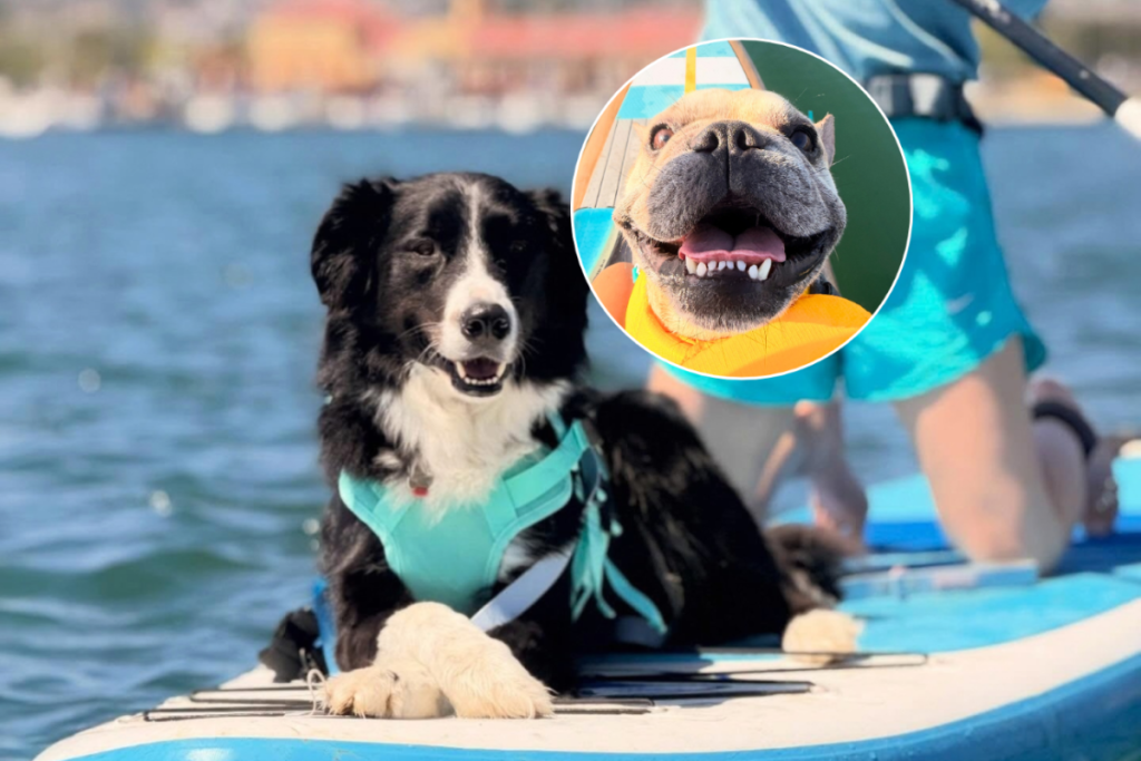 dogs looking happy on a paddleboard