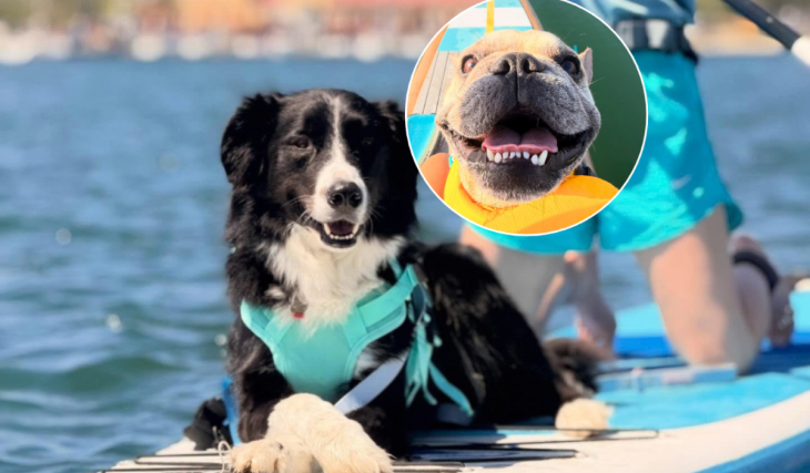 Este evento de Halloween en San Diego te permite practicar paddle surf con perros, incluso si no tienes uno