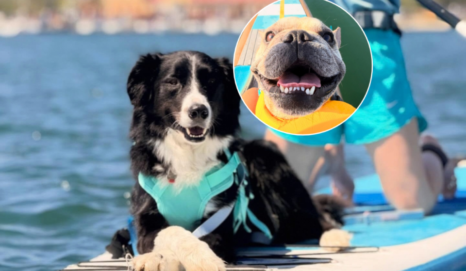 This San Diego Halloween event lets you paddleboard with dogs—even if you don’t have one