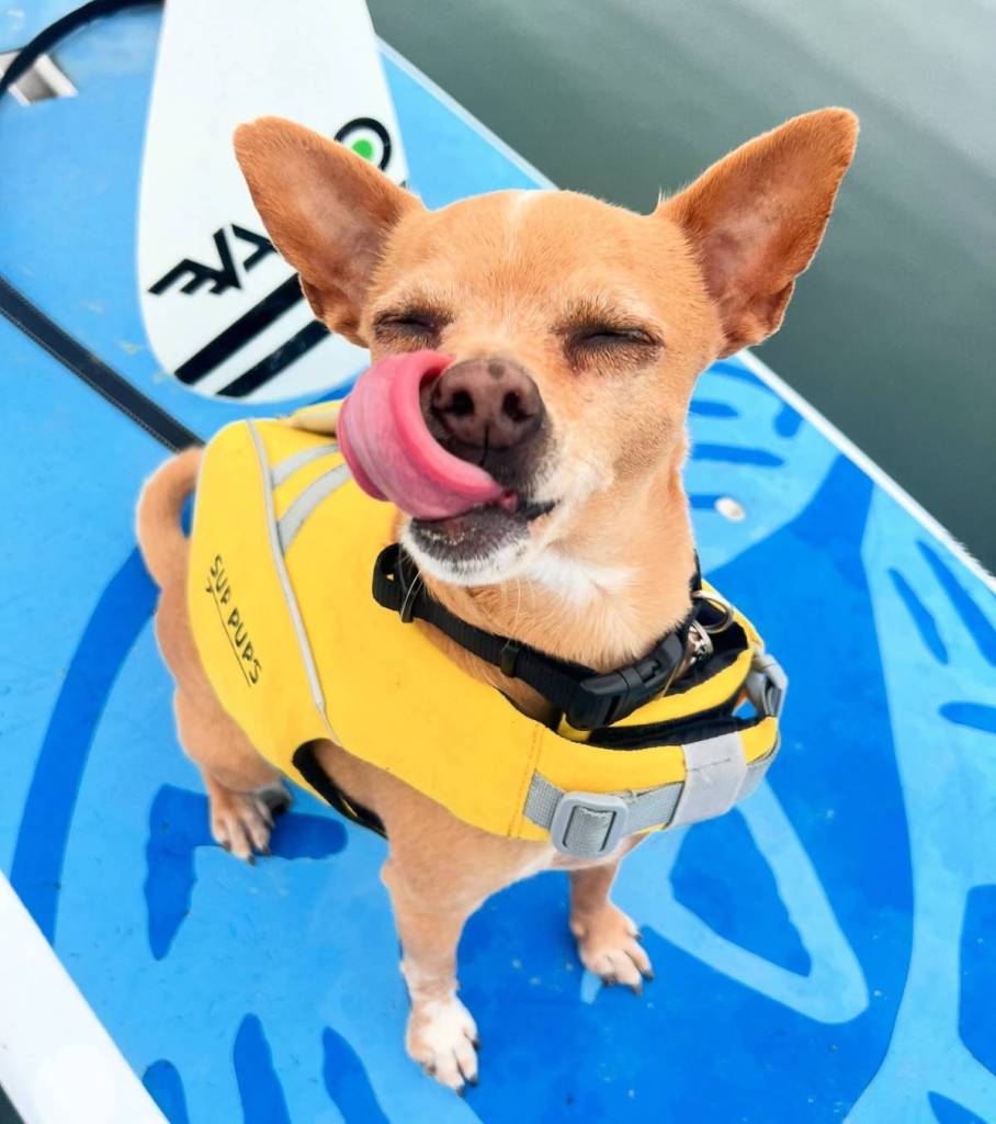 chihuahua on a paddleboard 