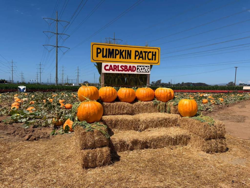 a pumpkin patch in San Diego
