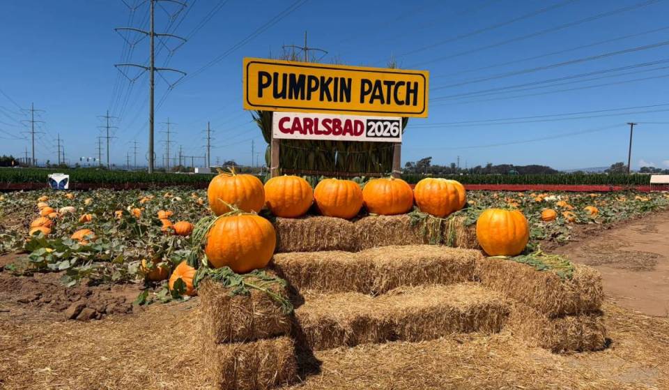 The Carlsbad Strawberry Company is officially swapping summer berries for giant pumpkins and a 1.5-mile haunted corn maze