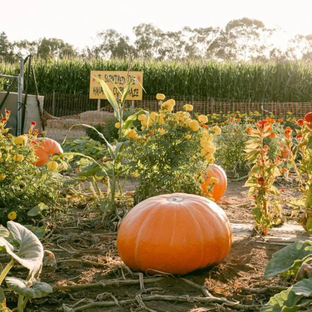 a pumpkin patch in the sun