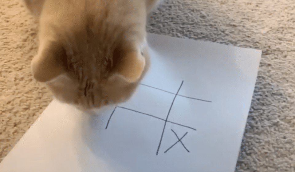 Hilarious “Social Distancing” Activities With Pets