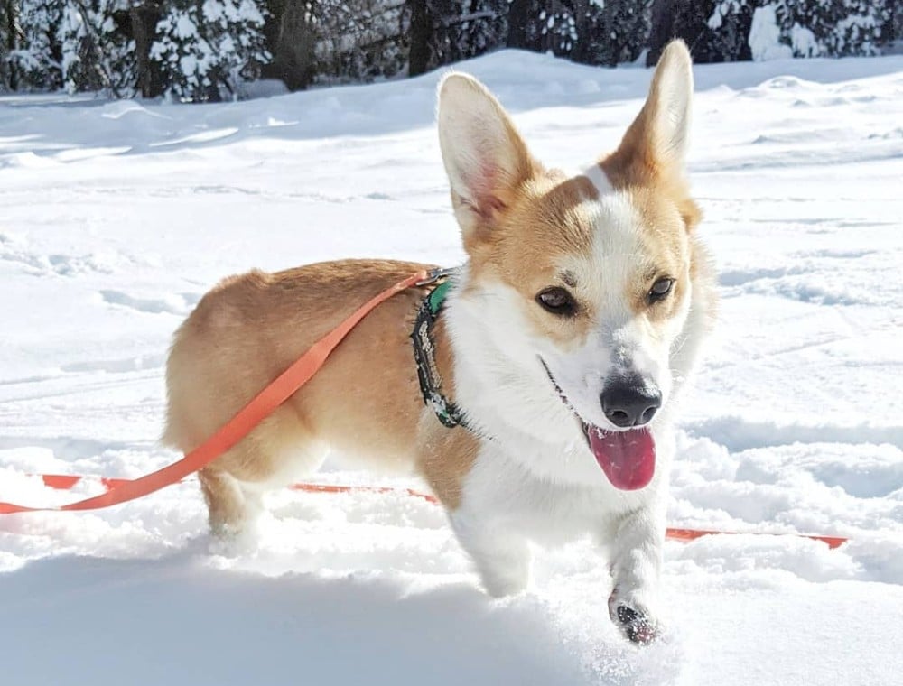 10 Dazzling Places To Have A Snow Day Near The Bay Area