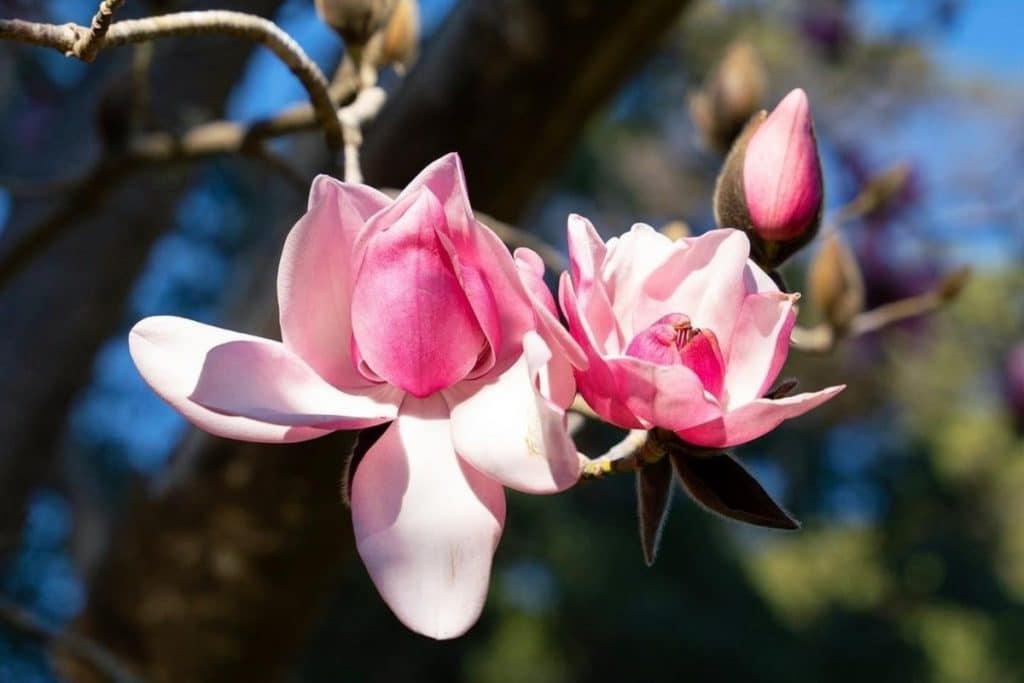 Magnolia Trees Are Beginning To Bloom At SF Botanical Garden