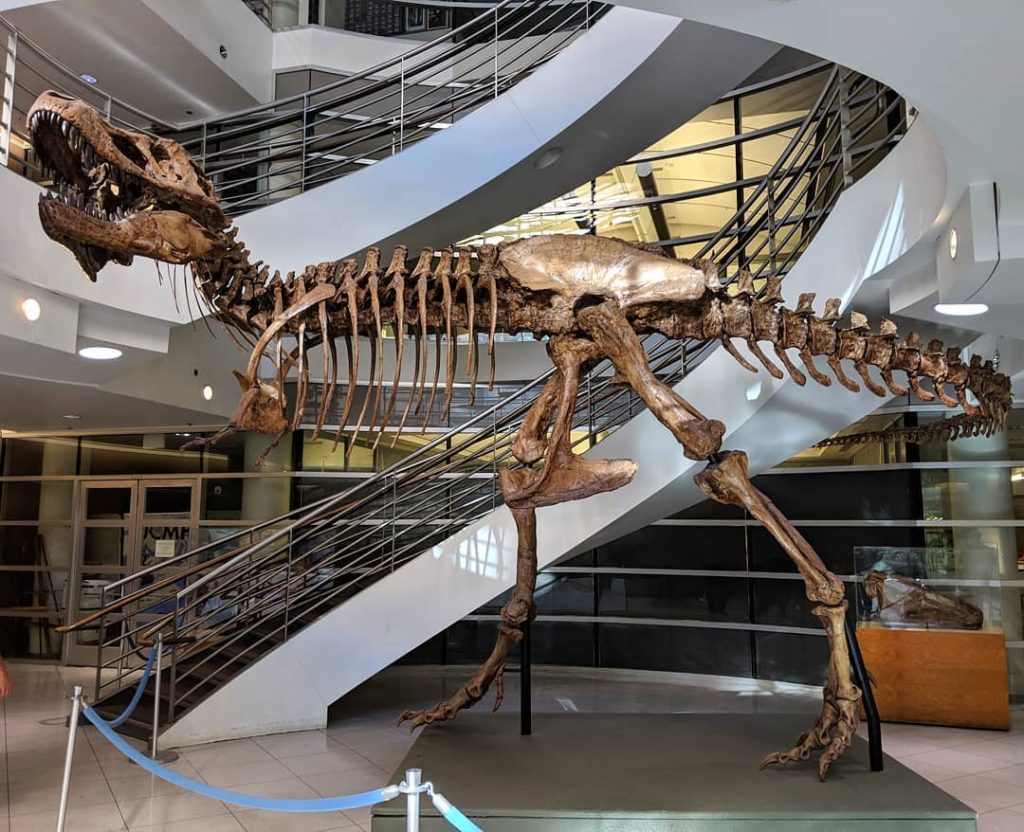 This T. Rex Skeleton At UC Berkeley Is One Of The Most Complete Ones To