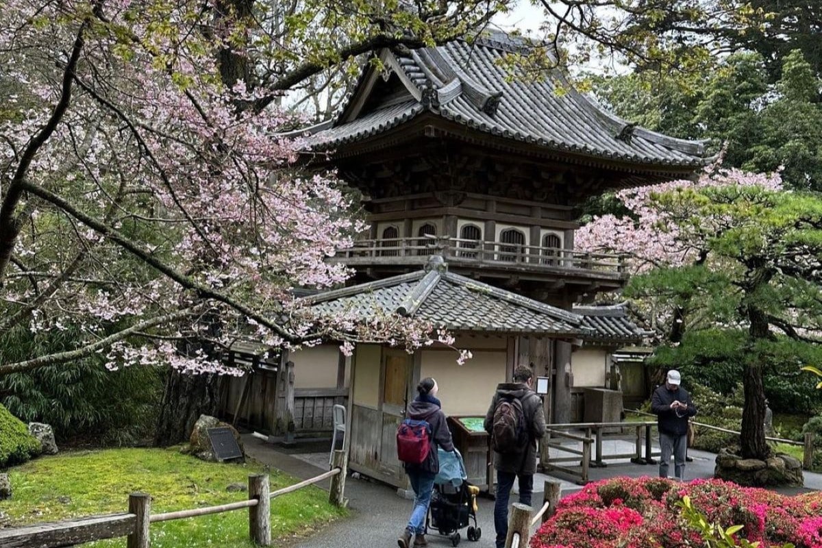 Cherry Blossoms Are In Bloom At SF's Japanese Tea Garden